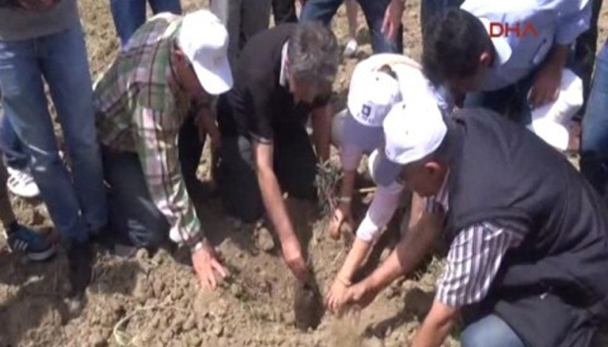Yırcada sökülen zeytinlerin yerine yenileri dikiliyor
