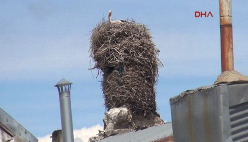 Kilise duvarındaki asırlık leylek yuvası
