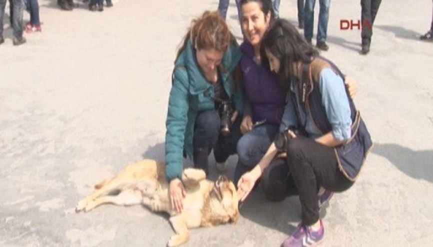 Taksimde o köpeğe yoğun ilgi