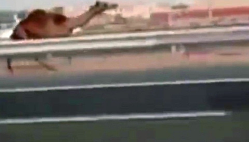 Otobanda koşarak kaçan deve şaşırttı