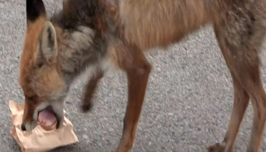 Aç tilki verilen malzemelerden kendisine sandviç yaptı