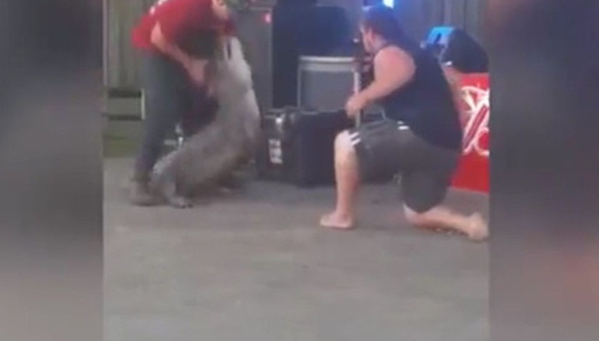 Timsah eğitmenine saldırdı