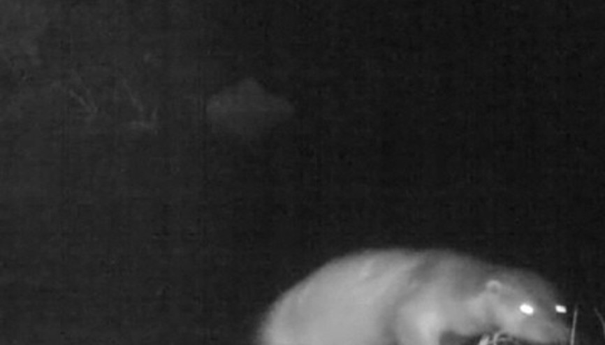 Küre Dağları Milli Parkında fotokapanla su samuru görüntülendi Küre Dağları Milli Parkında fotokapanla su samuru görüntülendi