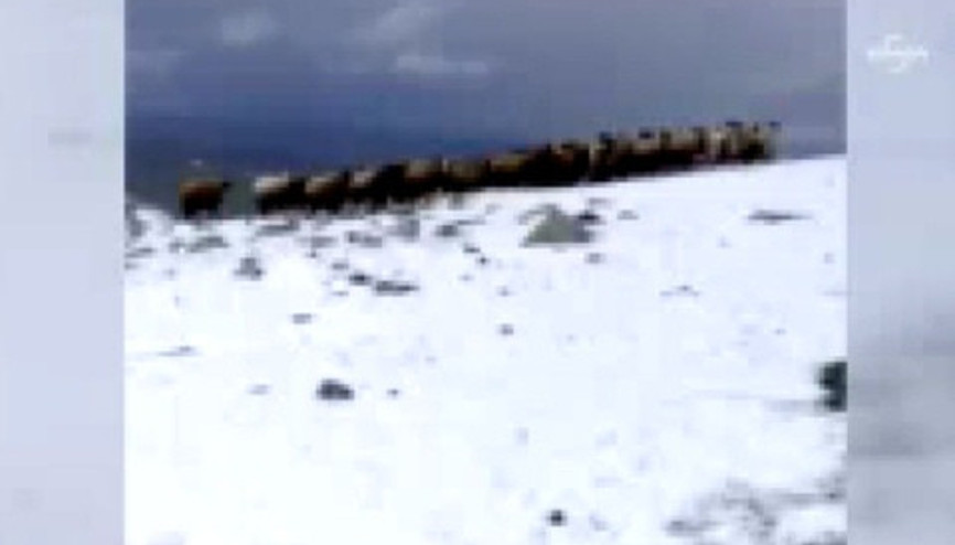 Ağrı’da yaban domuz sürüsü, çoban tarafından böyle görüntülendi