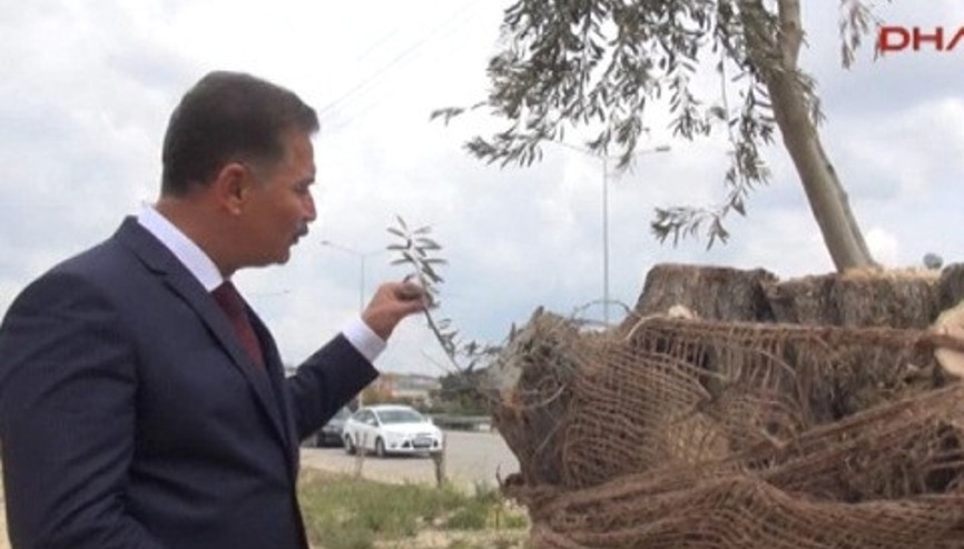 Hızarcıda beklerken yeniden dikilen 800 yıllık zeytin ağacı filiz verdi