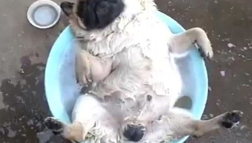 Sevimli köpeğin duş keyfi