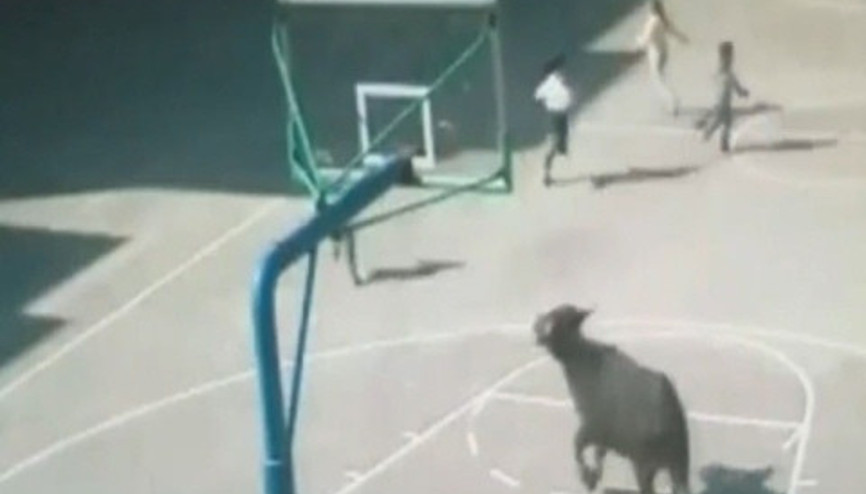 Çinde serbest kalan bufalo korku saçtı