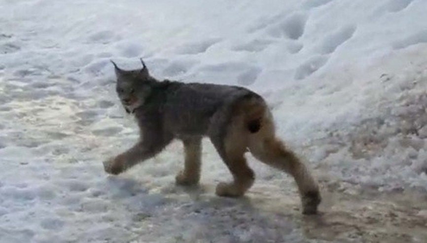 Vaşağı pisi pisi diye çağıran kadın