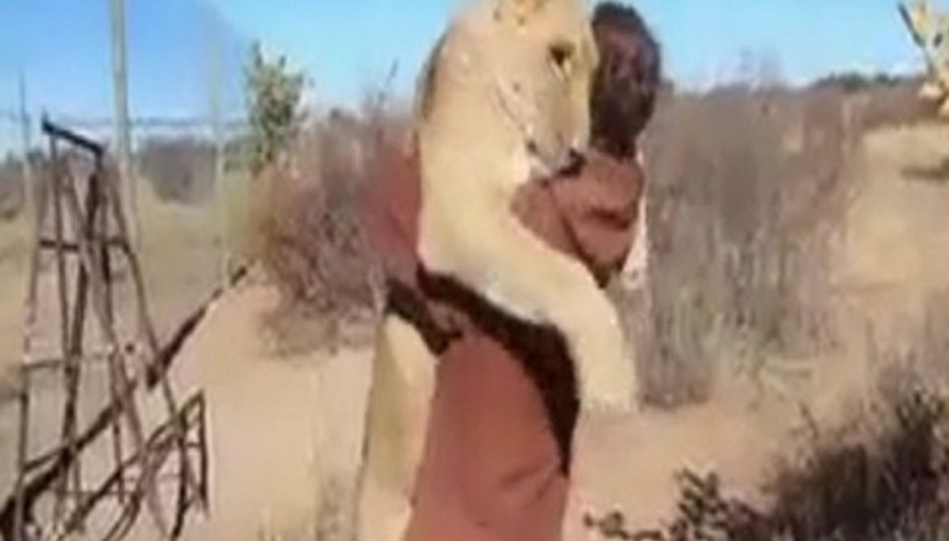 Kurtarıcısının yanında kedi gibi olan aslan