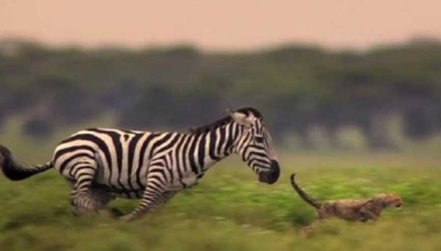 Dünya tersine döndü: Zebra çitanın peşinde