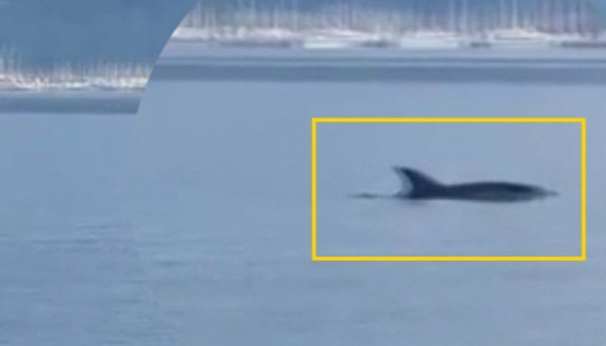 Yunus sürüsü  Marmaris Körfezi’nde balık çevirdi