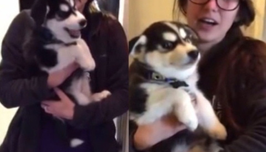 Bu köpek ulumuyor, konuşuyor