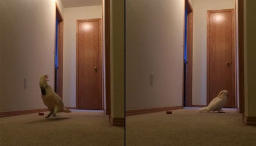 Bu papağan evdekileri uyutmamaya yemin etmiş