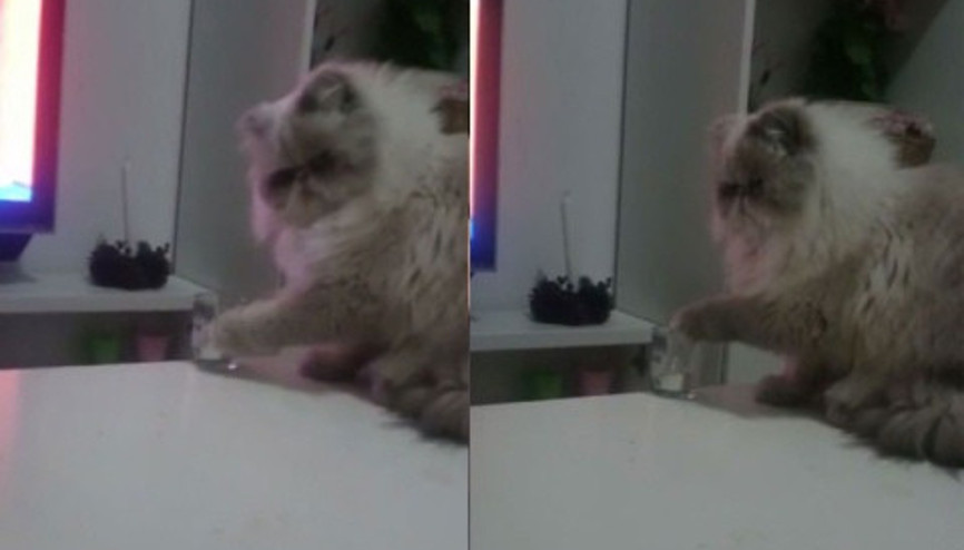 Bu kedi sahibine gerilim yaşatmak için yaşıyor