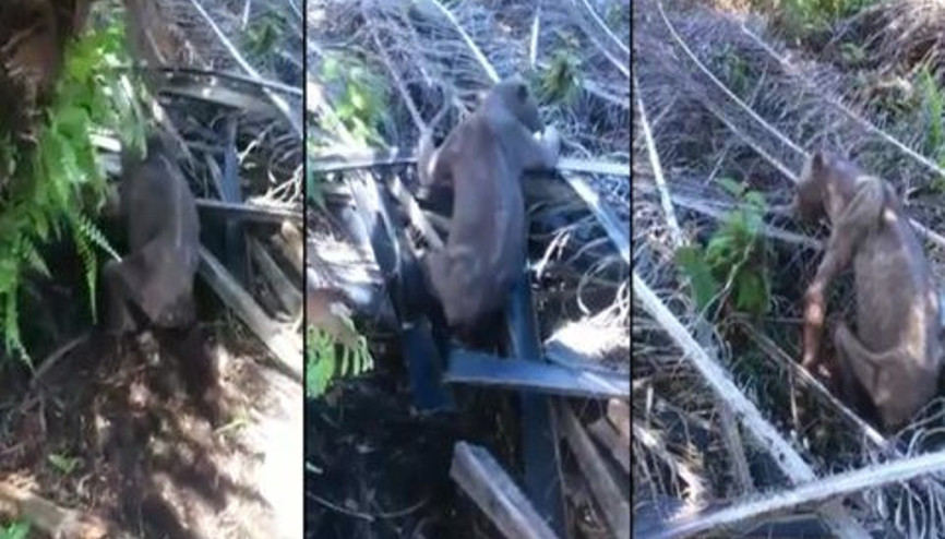 Malezyada görenleri şaşkına çeviren hayvan Malezyada görenleri şaşkına çeviren hayvan