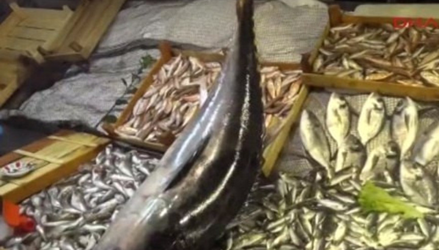 Balıkçı ağına 40 kiloluk torik takıldı