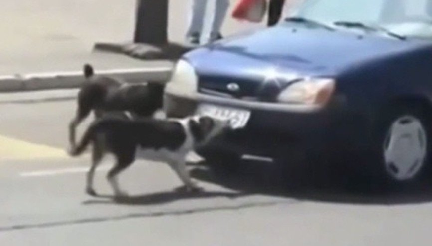 Bu sokağı köpek mafyası yönetiyor