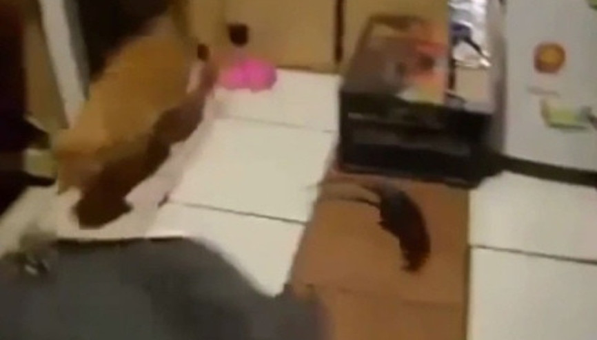 Bu kedi-fare ilişkisinde bir sıkıntı var