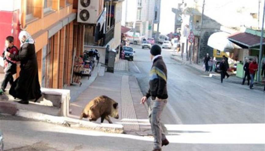 Yaban domuzu şehre inince ortalık karıştı