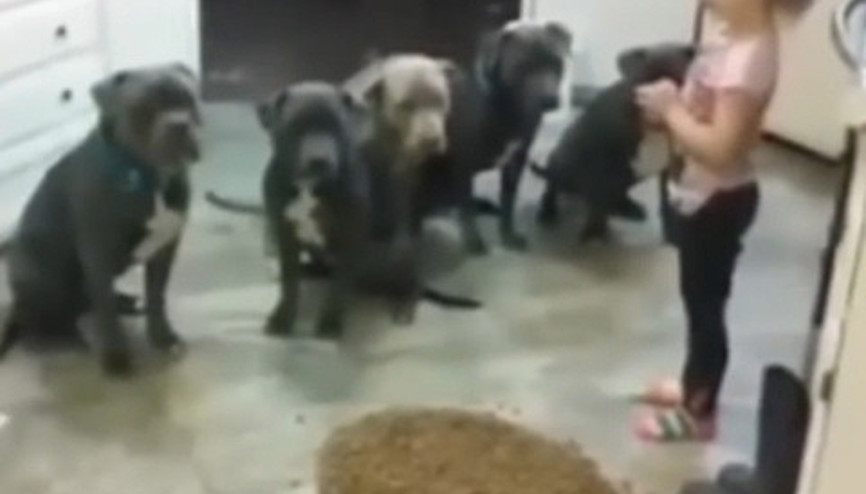 Küçük kız köpeklerini bakın nasıl besliyor