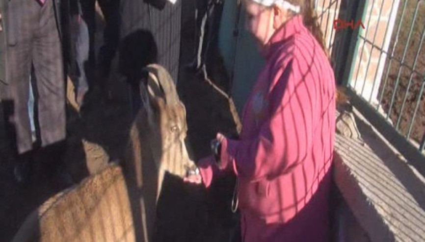 Keçisi Çarliye kavuşan kızın gözyaşları Keçisi Çarliye kavuşan kızın gözyaşları