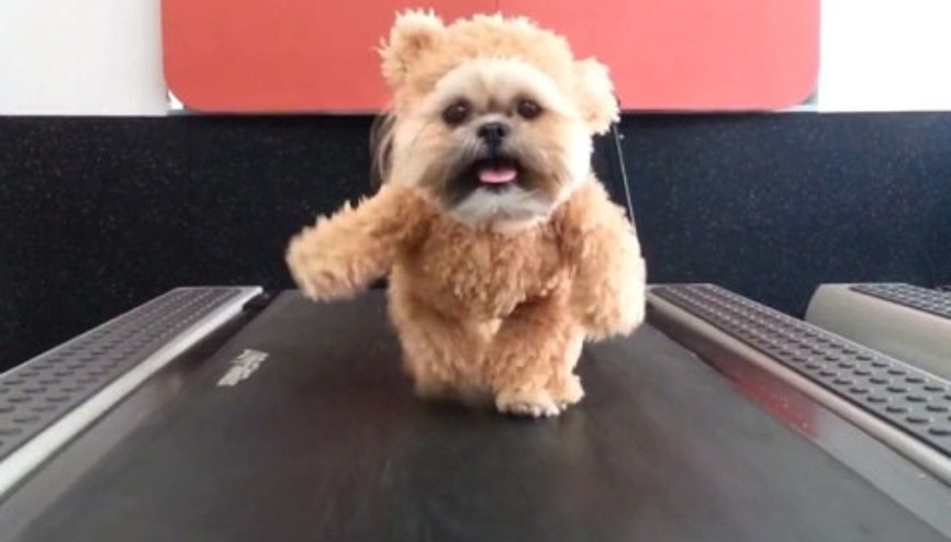 Ayıcık kostümlü köpeğin koşu bandı macerası