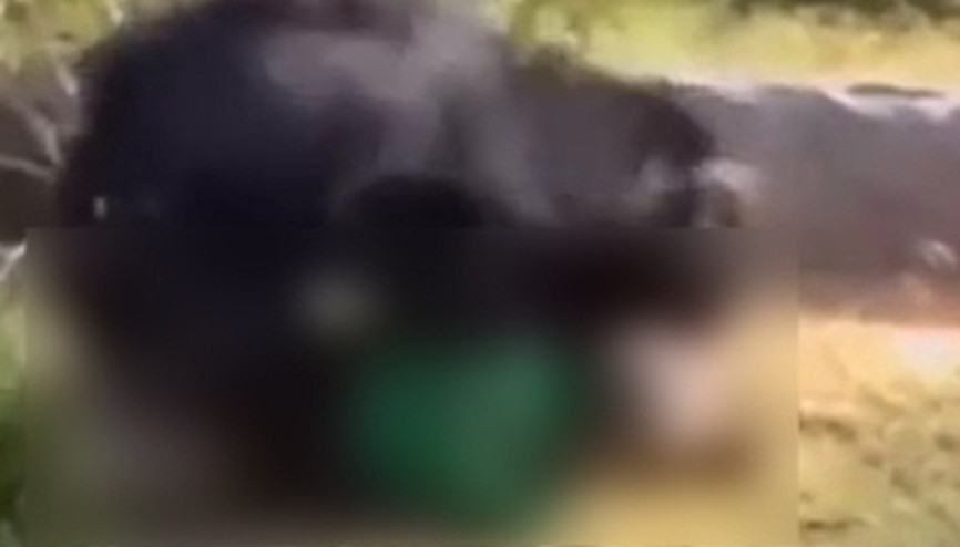 Ayı yaşlı adamı öldürdü