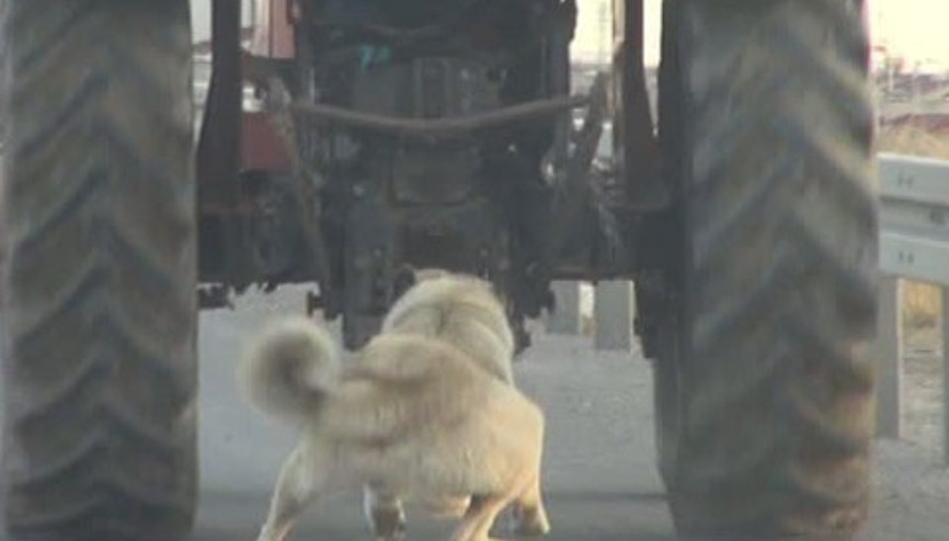 Vicdansızlık Köpeğini traktörün arkasına bağlayarak götürdü
