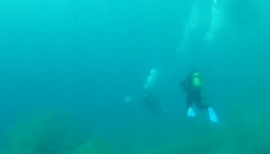 5 milyar iğnesi olan zehirli denizanası