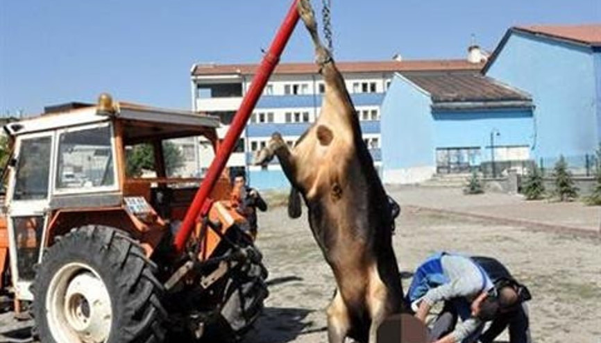 Korkunç manzara Kesilen boğa traktör vincinde taşındı