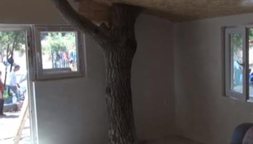 Ceviz ağacı, yaptırdığı evin içinde kaldı