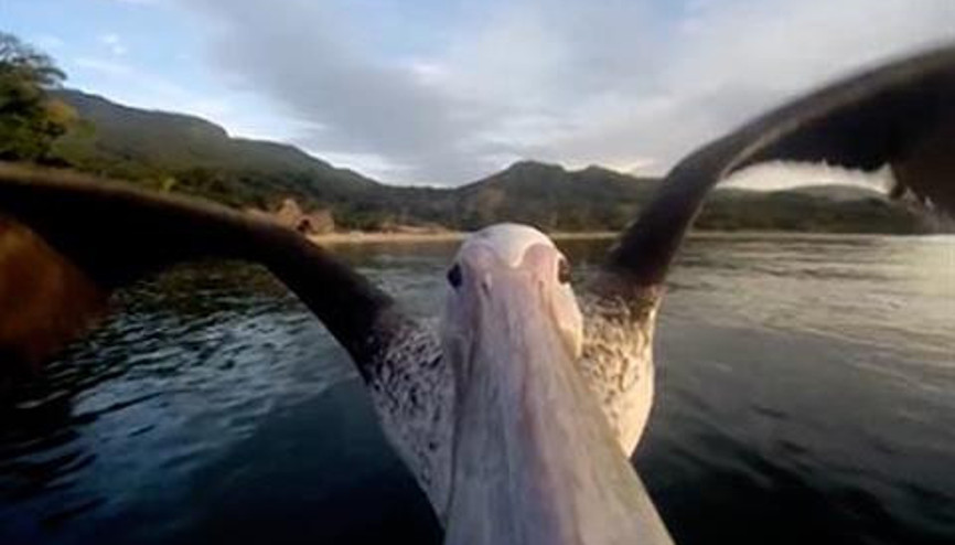 Pelikanın Go-Pro ile uçuşu