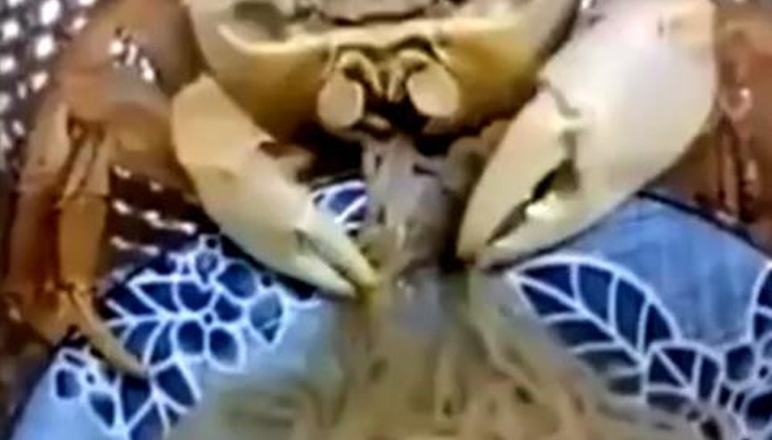 Spagetti yiyen yengeç