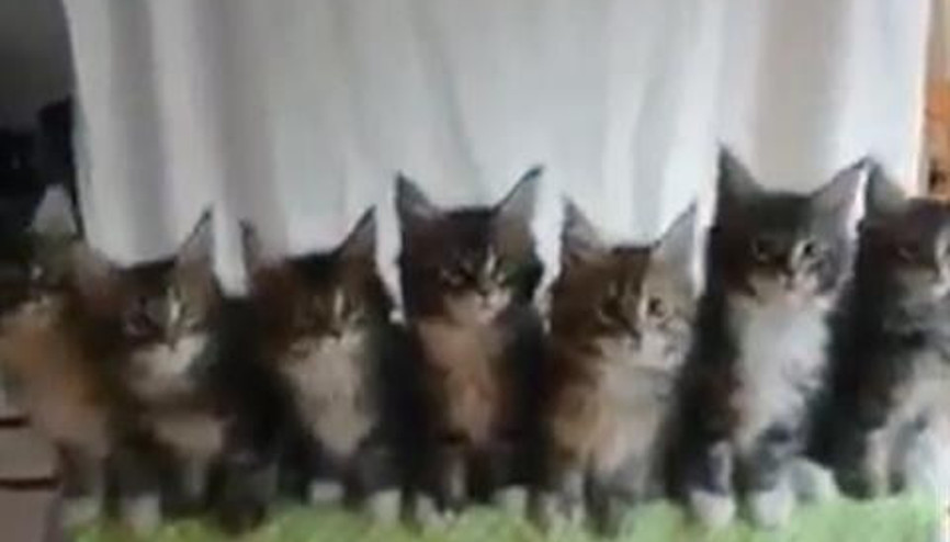 Sevimli kedilerin uyum içindeki refleksleri