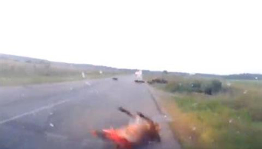 Rusyada hızla giden otomobil domuz sürüsüne çarptı