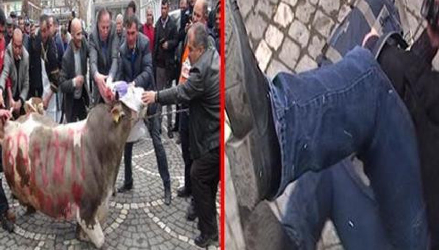 İpini koparan boğa etrafına saldırdı İpini koparan boğa etrafına saldırdı