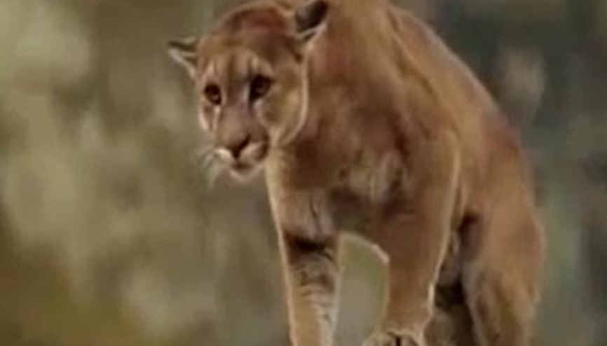 AÇ PUMA AYIYI KARŞISINDA GÖRÜNCE...