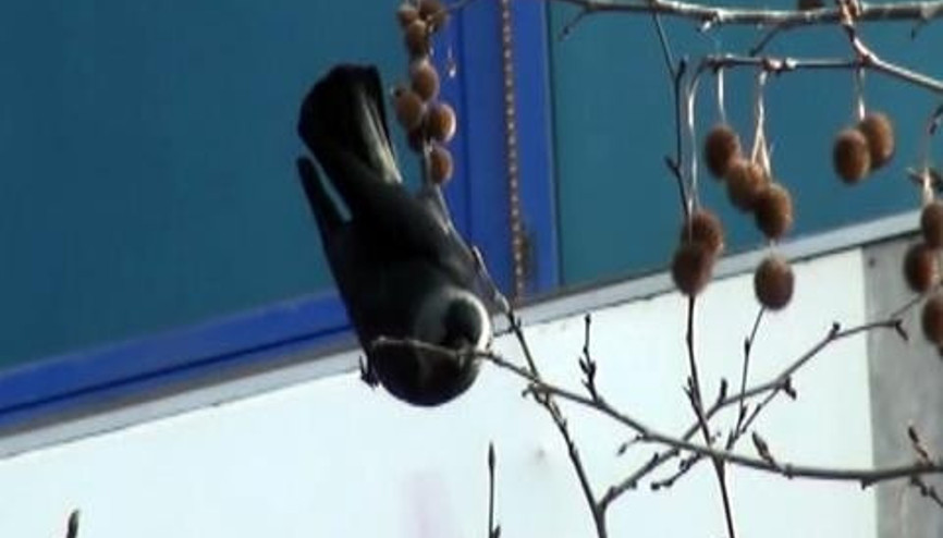 AĞAÇTA ASILI KALAN KUŞU BÖYLE KURTARDILAR