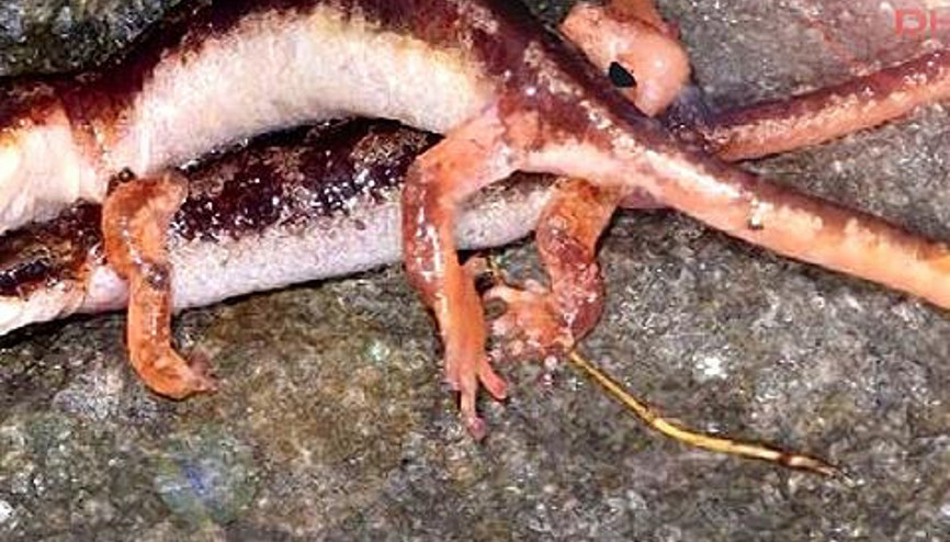 SEMENDERLERİN ÇİFTLEŞMESİNİ GÖRÜNTÜLEDİ