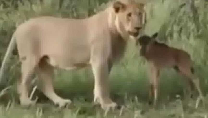 VAHŞİ DOĞADAN İNANILMAZ GÖRÜNTÜ