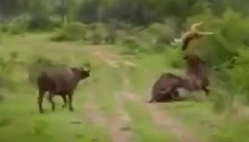 İŞTE AVIN AVCIDAN İNTİKAM ALDIĞI AN