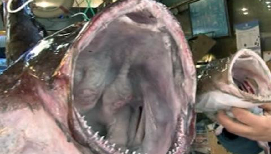 BU BALIKLAR GÖRENLERİ ŞAŞIRTIYOR