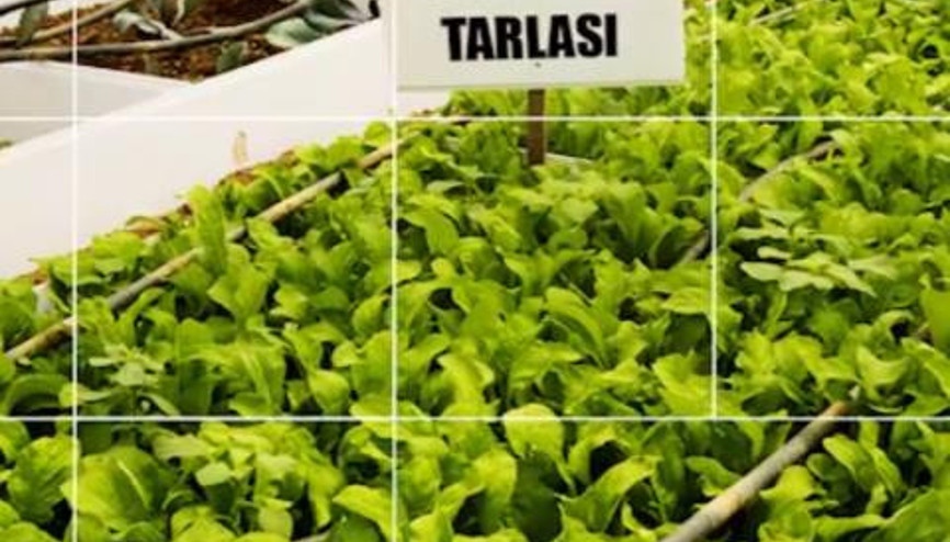 FARMVİLLE GERÇEK OLDU