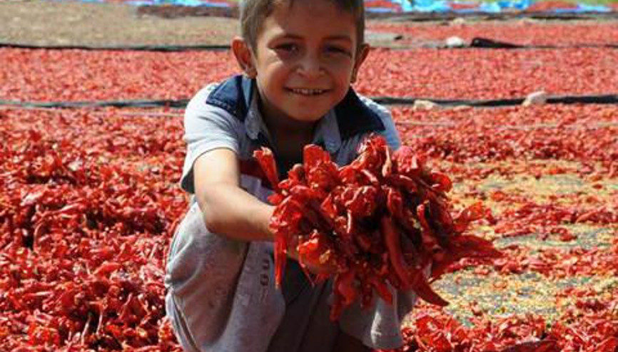 İSOT SEZONU AÇILDI İSOT SEZONU AÇILDI