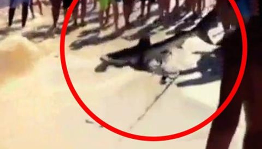 KÖPEK BALIĞI SAHİLDE BÖYLE DOĞUM YAPTI KÖPEK BALIĞI SAHİLDE BÖYLE DOĞUM YAPTI