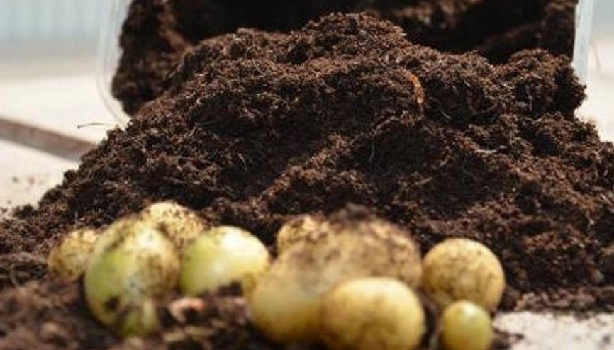 NİĞDEDE 500 BİN CEŞİT PATATES TOHUMU ÜRETİLDİ