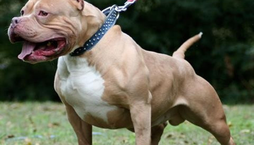 ADANADA PİTBULL DEHŞETİ ADANADA PİTBULL DEHŞETİ