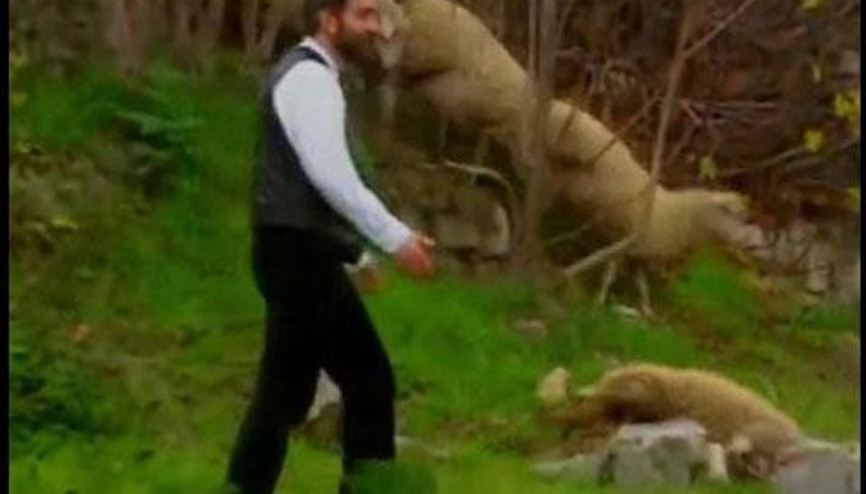 YILLAR SONRA ORTAYA ÇIKTI SÜRÜDEN AYRILAN İDEALİST KOYUN