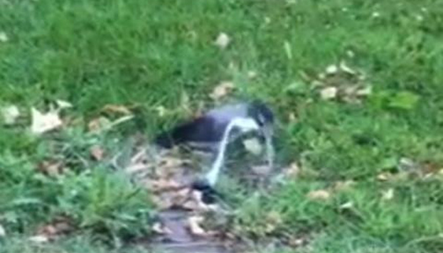 KARGANIN SERİNLEME YÖNTEMİ