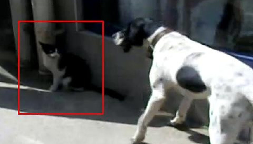 İŞTE SİZE KÖPEĞİ SALLAMAYAN KEDİ İŞTE SİZE KÖPEĞİ SALLAMAYAN KEDİ